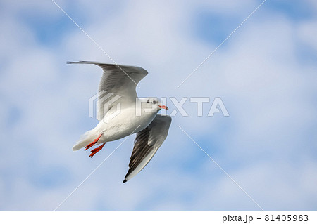 A flying seagull with open wings 81405983