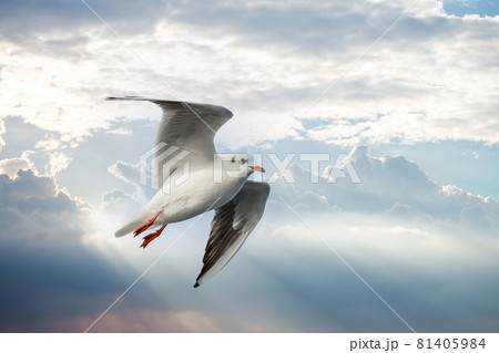 A flying seagull with open wings 81405984