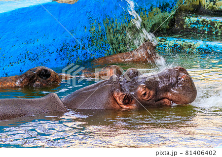 Common hippopotamus (Hippopotamus amphibius) or hippo in water Common hippopotamus (Hippopotamus amphibius) or hippo in water 81406402