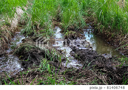 A water mud pit on a ATV trail 81406748