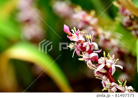 秋の花の美術館に咲いた吉祥草の写真素材