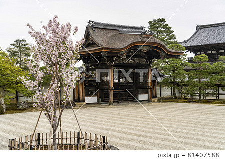 春の総本山仁和寺 宸殿から見る左近桜と勅使門 春の総本山仁和寺 宸殿から見る左近桜と勅使門 81407588