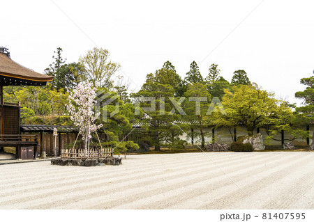 春の総本山仁和寺 南庭の左近桜の写真素材