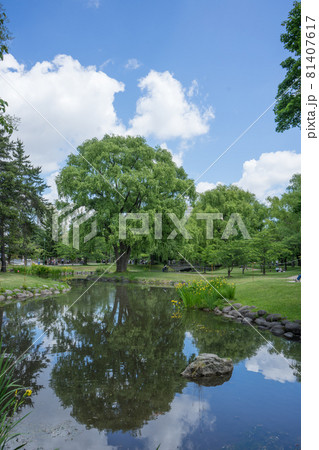 中島公園の池 中島公園の池 81407617