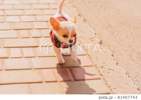 A small white and cream chihuahua puppy runs down the sidewalk. Dog in a fleece jacket A small white and cream chihuahua puppy runs down the sidewalk. Dog in a fleece jacket 81407743