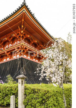 春の総本山仁和寺の鐘楼 81407903