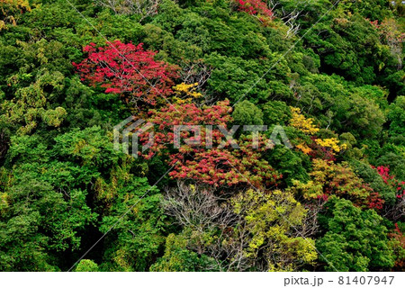 奄美大島　秋のマネン崎　色づく山と青い海 81407947