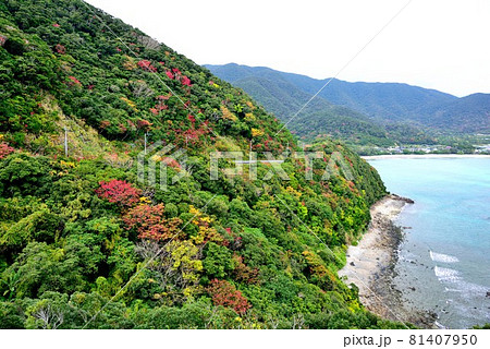 奄美大島　秋のマネン崎　色づく山と青い海 81407950