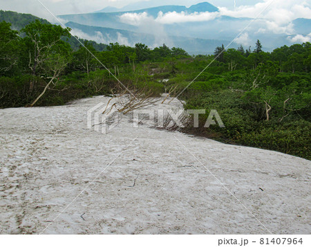北海道の初夏　トムラウシ　山頂への道 81407964
