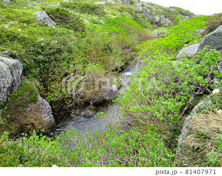 北海道の初夏 トムラウシ 山頂への道 北海道の初夏 トムラウシ 山頂への道 81407971