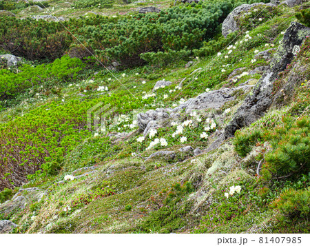 北海道の初夏 トムラウシ 山頂への道 お花畑 北海道の初夏 トムラウシ 山頂への道 お花畑 81407985