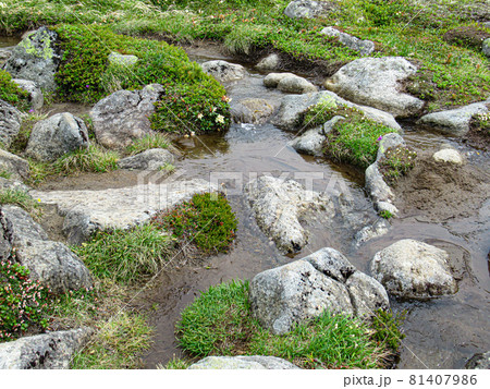 北海道の初夏 トムラウシ 山頂への道 トムラウシ公園 北海道の初夏 トムラウシ 山頂への道 トムラウシ公園 81407986
