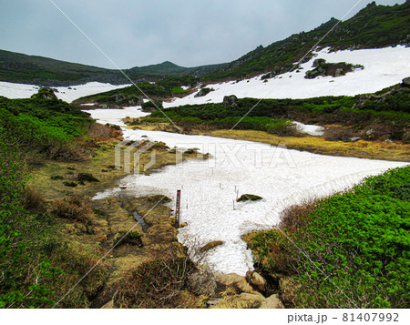 北海道の初夏 トムラウシ 山頂への道 トムラウシ公園 北海道の初夏 トムラウシ 山頂への道 トムラウシ公園 81407992