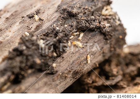 木を食べるヤマトシロアリの写真素材