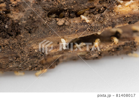 木を食べるヤマトシロアリの写真素材