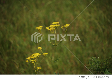 橿原湿原 81408279