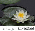 一輪のスイレンの花 81408306