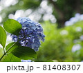 木漏れ日に咲く青いアジサイ 81408307