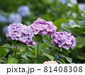 並んで咲く淡い紫のアジサイ 81408308