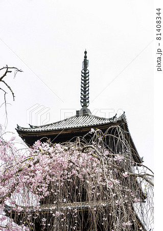 春の総本山仁和寺、枝垂れ桜越しに望む五重塔 春の総本山仁和寺、枝垂れ桜越しに望む五重塔 81408344