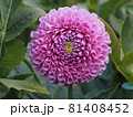 不思議な形のダリア 81408452