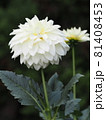 白いダリア 81408453