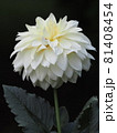 白いダリア 81408454