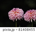 ピンクのダリア 81408455