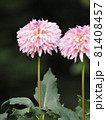 ピンクのダリア 81408457