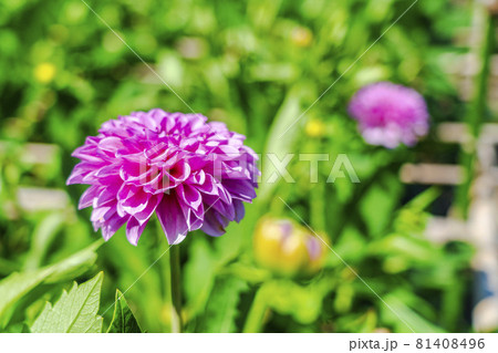 鮮やかに咲いたダリア 山形県川西町 鮮やかに咲いたダリア 山形県川西町 81408496