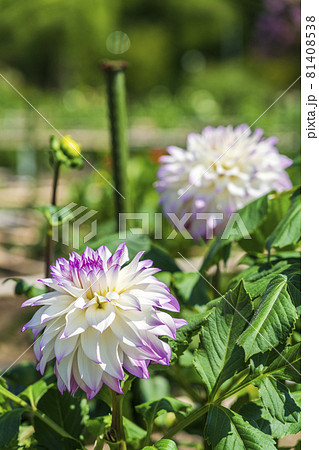 鮮やかに咲いたダリア　山形県川西町 81408538