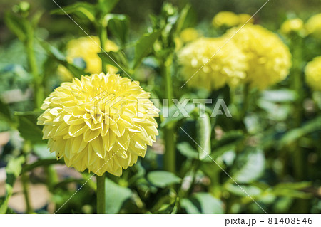 鮮やかに咲いたダリア 山形県川西町 鮮やかに咲いたダリア 山形県川西町 81408546