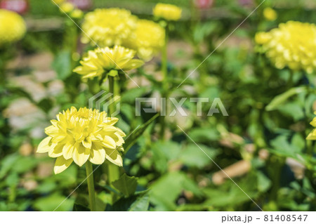鮮やかに咲いたダリア　山形県川西町 81408547
