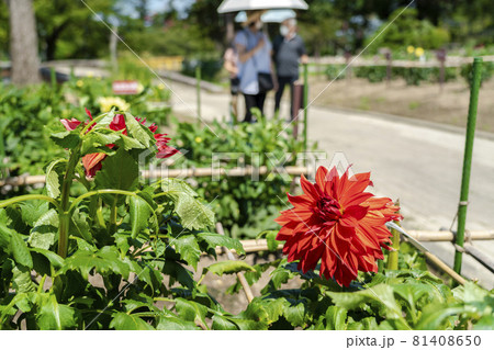鮮やかに咲いたダリア　山形県川西町 81408650