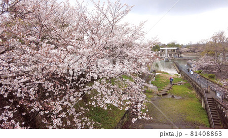 京都岡崎桜回廊 81408863