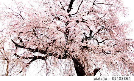 京都円山公園の桜 81408864