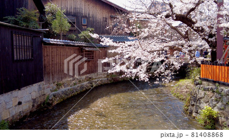 京都祇園白川の桜 81408868