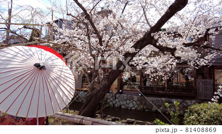 京都祇園白川の桜 81408869