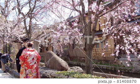 京都祇園白川の桜 京都祇園白川の桜 81408870