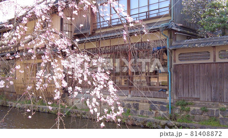 京都祇園白川の桜 81408872