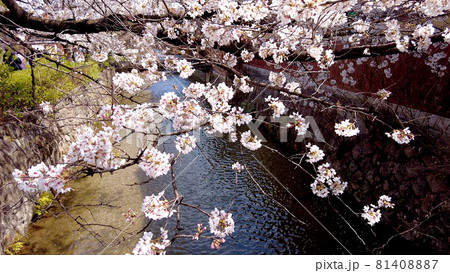 京都祇園白川の桜 81408887