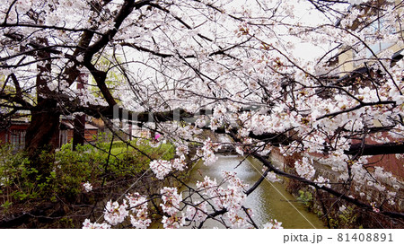 京都祇園白川の桜 81408891