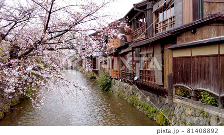 京都祇園白川の桜 81408892