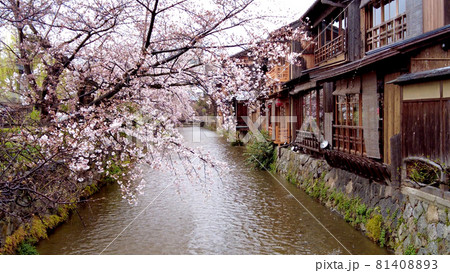 京都祇園白川の桜 京都祇園白川の桜 81408893