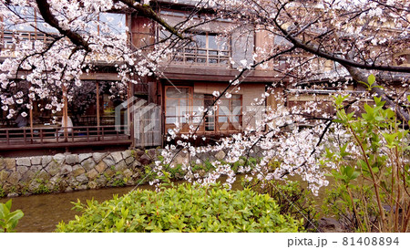 京都祇園白川の桜 81408894