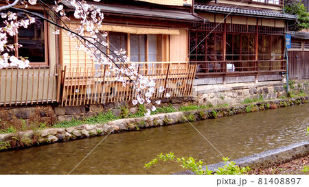 京都祇園白川の桜 81408897