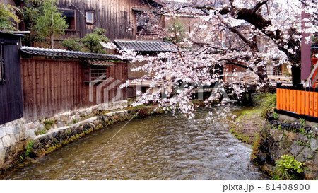 京都祇園白川の桜 81408900