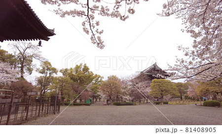 京都東寺の桜 81408905