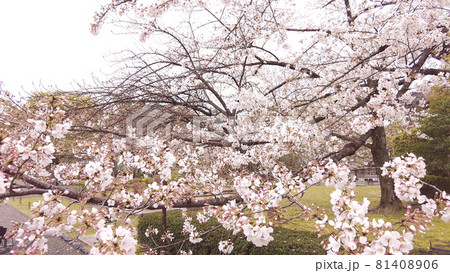 京都東寺の桜 京都東寺の桜 81408906