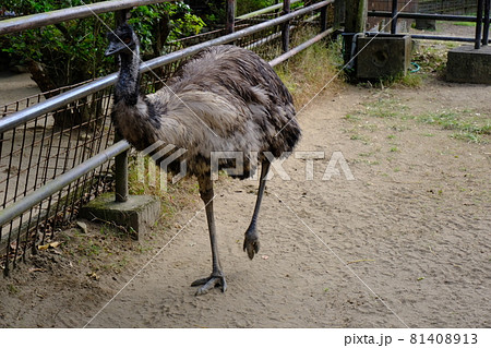 フェニックス自然動物園 81408913